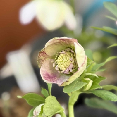 エッジ側ピンクグラデーションベインsd多弁系【ka450】