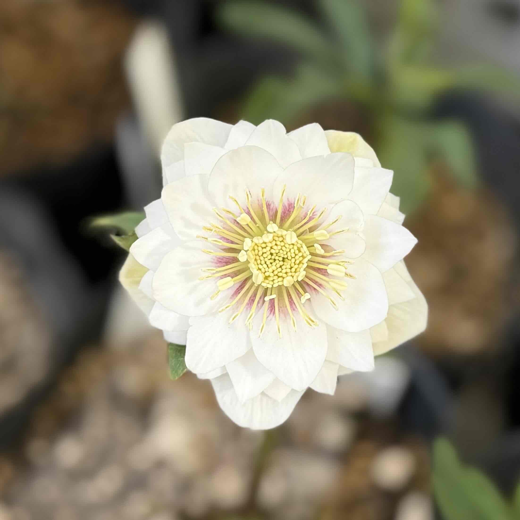 ホワイトゴールドddストロベリーフラッシュ【ka451】 | グリーンホビー