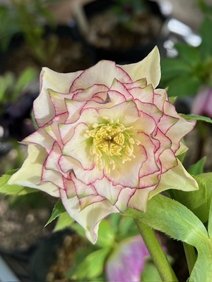 ●８時だよ　グリーンリップフリル咲きddイトピコ【ka463】