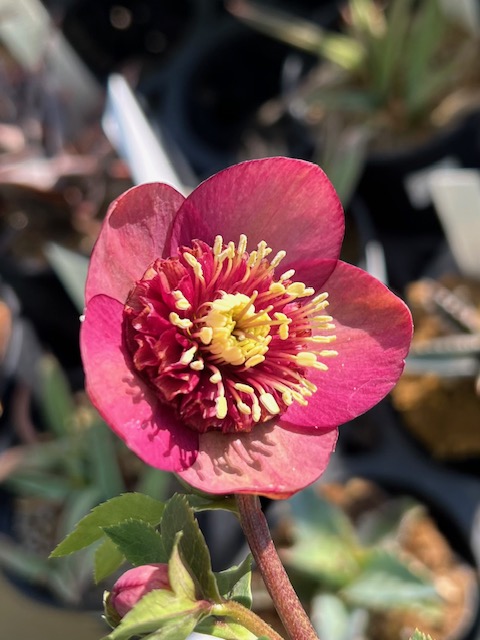 グロッシーカラー⭐︎（小輪カップ咲）×キラメキ⭐︎フルグロス