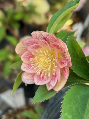 ●８時だよ　公認）プリマヴェーラゴールド【ka467】