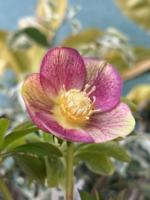 大木ナーサリーさんのクリスマスローズ | グリーンホビー