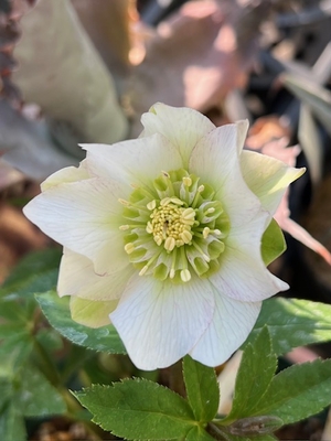 ヒデコートhybrid　5寸【Og26】