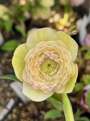 公認）アフロディーテ【ka468】かなりの多弁