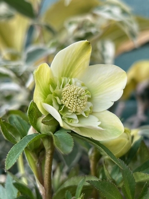 ●８時だよデュメ系ハイブリッドsd【Og11】