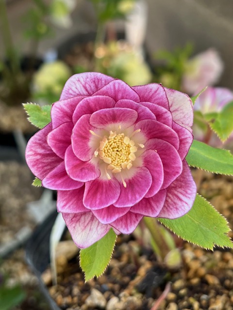 ○8時だよ 公認）プリマヴェーラピンクホワイトゴールド【ka470