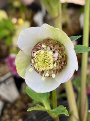 ●８時だよ　公認）モーリー【ka472】