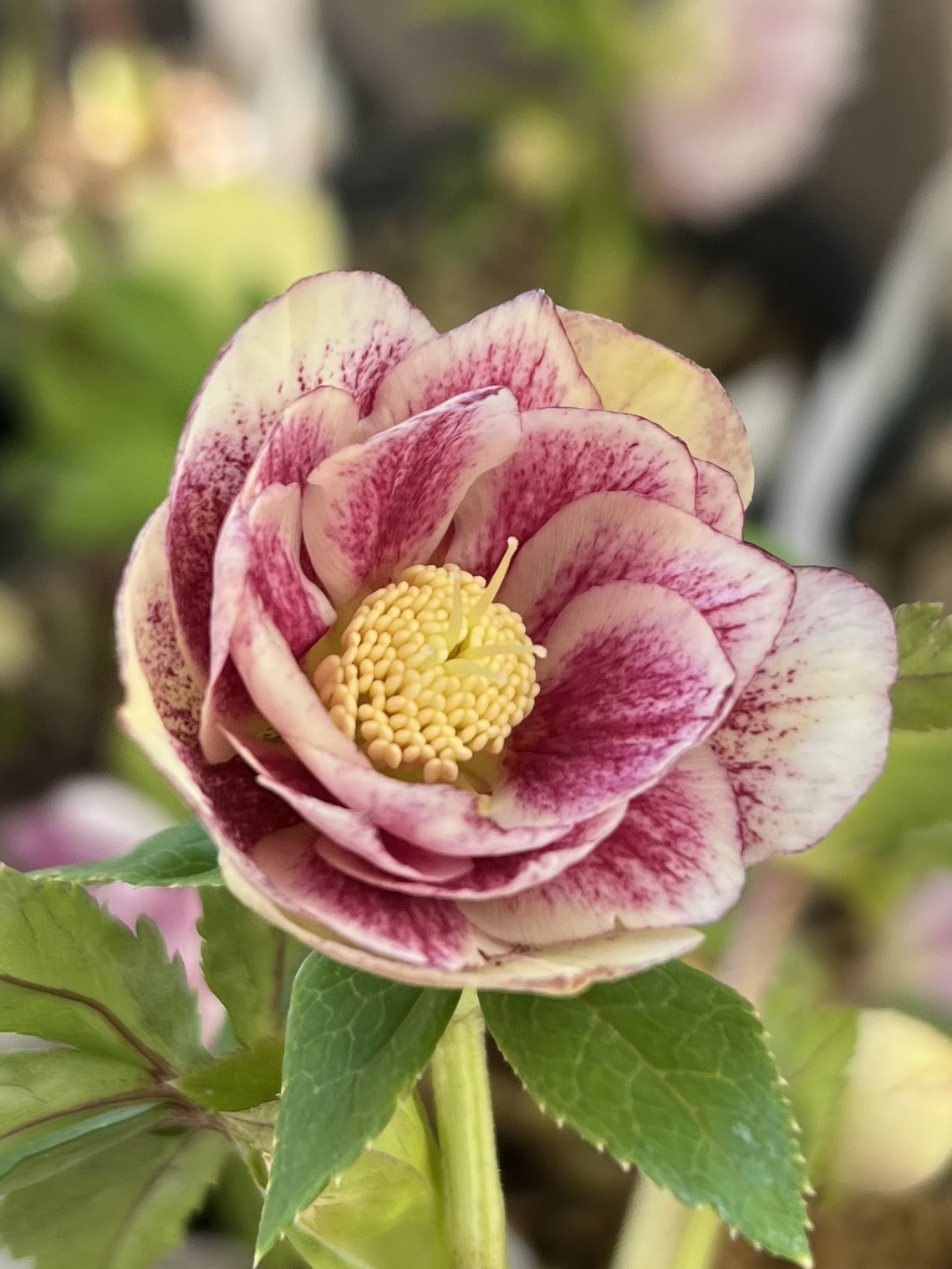 【清〇様】プリマヴェーラゴールドグラデクリスマスローズ苗 清〇様】プリマヴェーラゴールドグラデクリスマスローズ苗 クリスマス