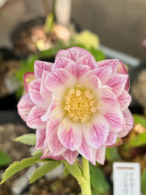 ホワイトゴールドフラッシュ×プリマヴェーラゴールド★クリスマスローズ交配苗★ 公認）プリマヴェーラホワイトゴールド【ka475】 | グリーンホビー