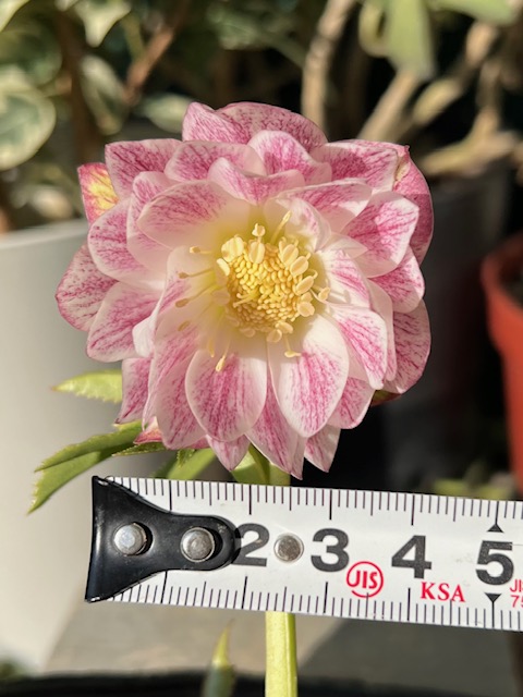 クリスマスローズ　プリマヴェーラホワイトゴールド(認定)　株分け クリスマスローズ 多弁プリマヴェーラホワイトゴールドdd 株分け