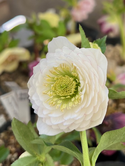 ○8時だよ 公認）ホワイトアフロディーテ【ka476】 | グリーンホビー