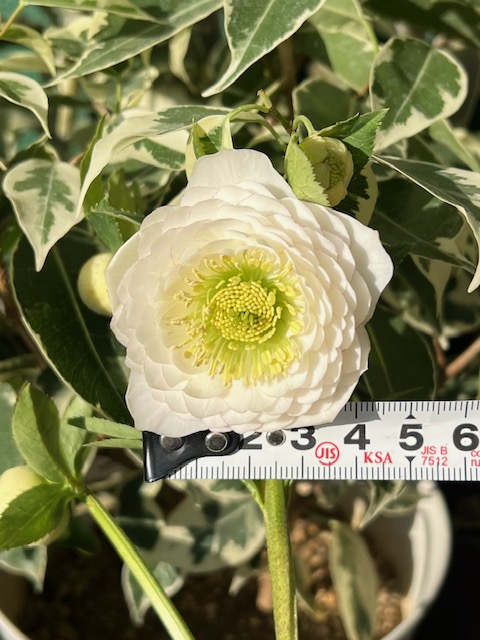 ○8時だよ 公認）ホワイトアフロディーテ【ka476】 | グリーンホビー