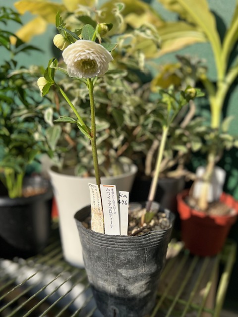 ○8時だよ 公認）ホワイトアフロディーテ【ka476】 | グリーンホビー