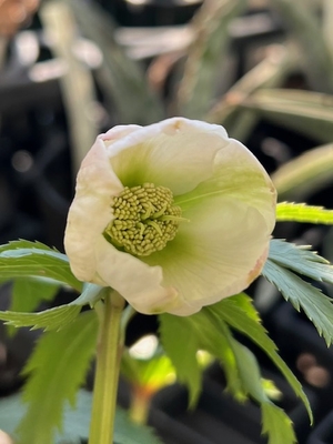 ●８時だよ　ふみ屋さんの　チベタヌス&times;ボッコネイ【Fu2】