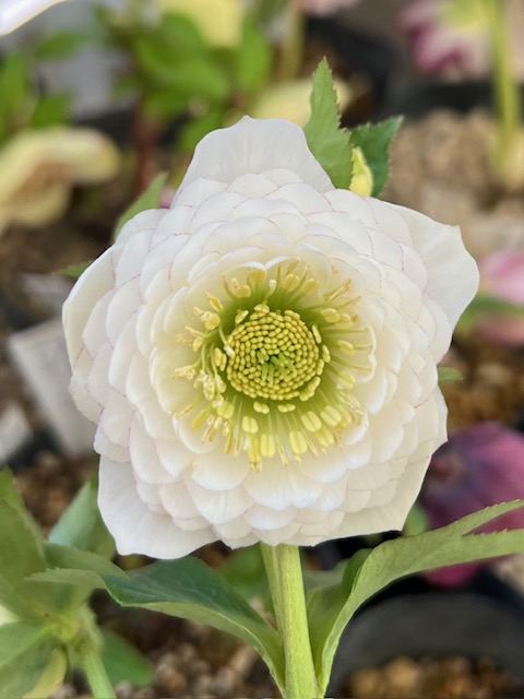 ○8時だよ 公認）ホワイトアフロディーテ【ka476】 | グリーンホビー