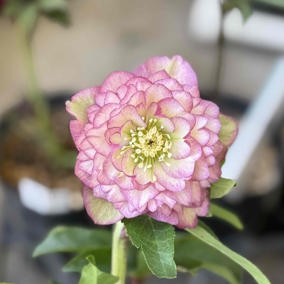 ●８時だよ　進撃の巨輪系）多弁ピコティ【So165】24-T14 　直径７㎝