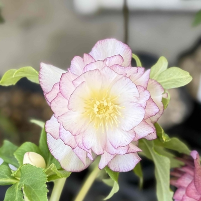 ●８時だよ　レインボー系ゴールド【So166】24-G32 