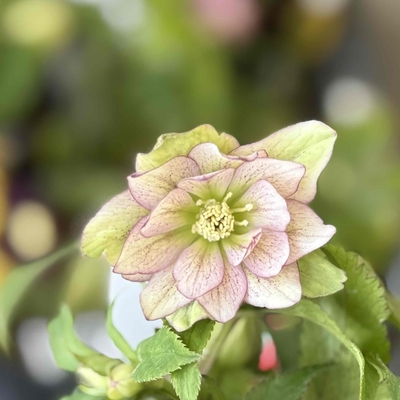 ●８時だよ　ヘルツェ系dd【Og20】