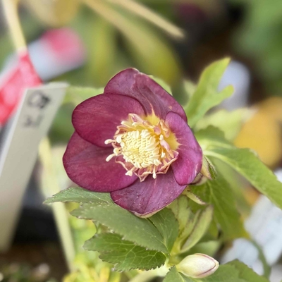 蜃気楼sd　hybrid【Og21】