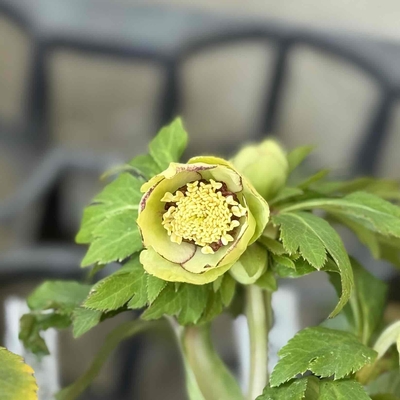 大木ナーサリーさんのクリスマスローズ | グリーンホビー