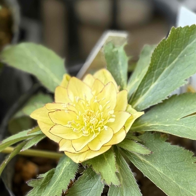 クリスマスローズ 大木ナーサリー オキシ系いろは ss 極小輪 未株分け