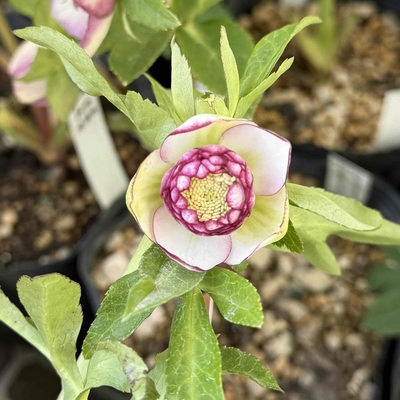 クリスマスローズ 極小輪 緑Wピコティ 株分け前提クリスマスローズ