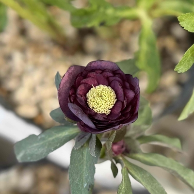 小輪ダークレッド多弁段咲き系【ka480】