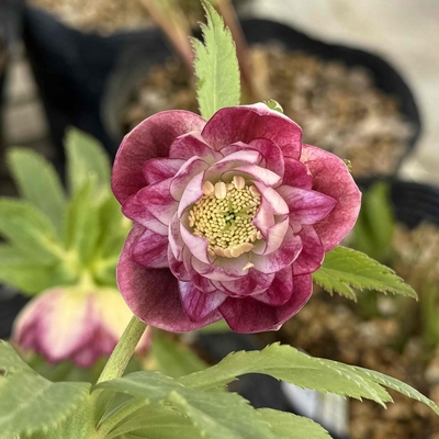 ●８時だよ　グロッシーカラー☆　エッジ側レッドグラデーション【ka482】直径３㎝