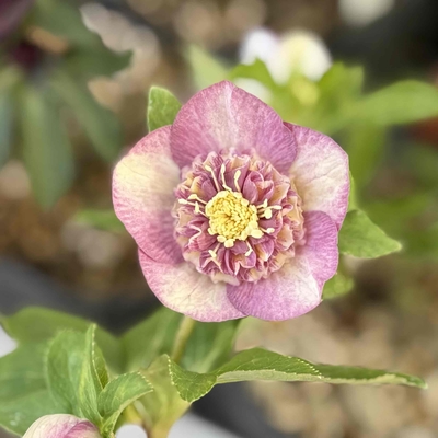 パステルピンクグラデーションsdゴールド多弁【ka483】