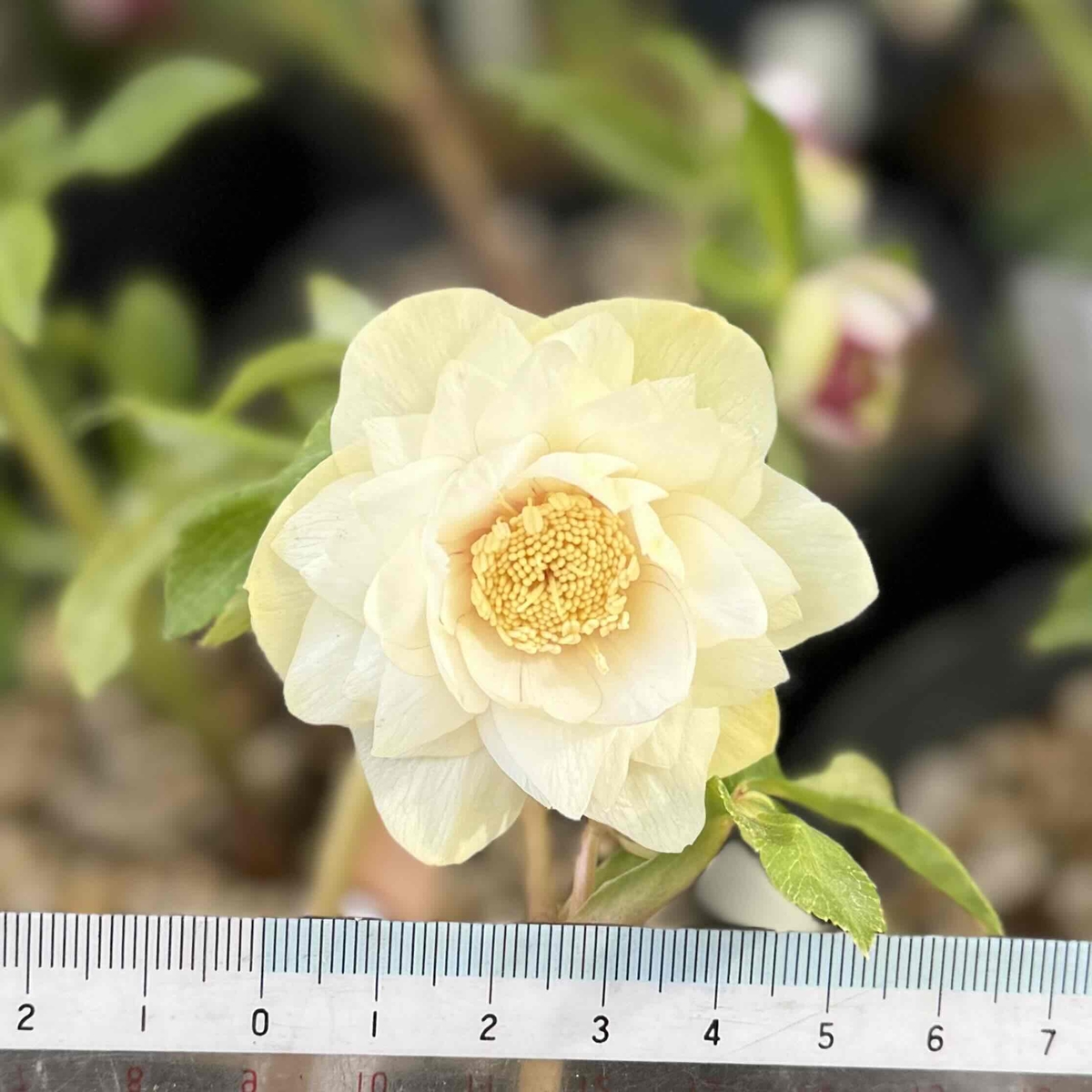 1845 多弁系ゴールドセミダブル グリーンゴールドhyb フレグランス