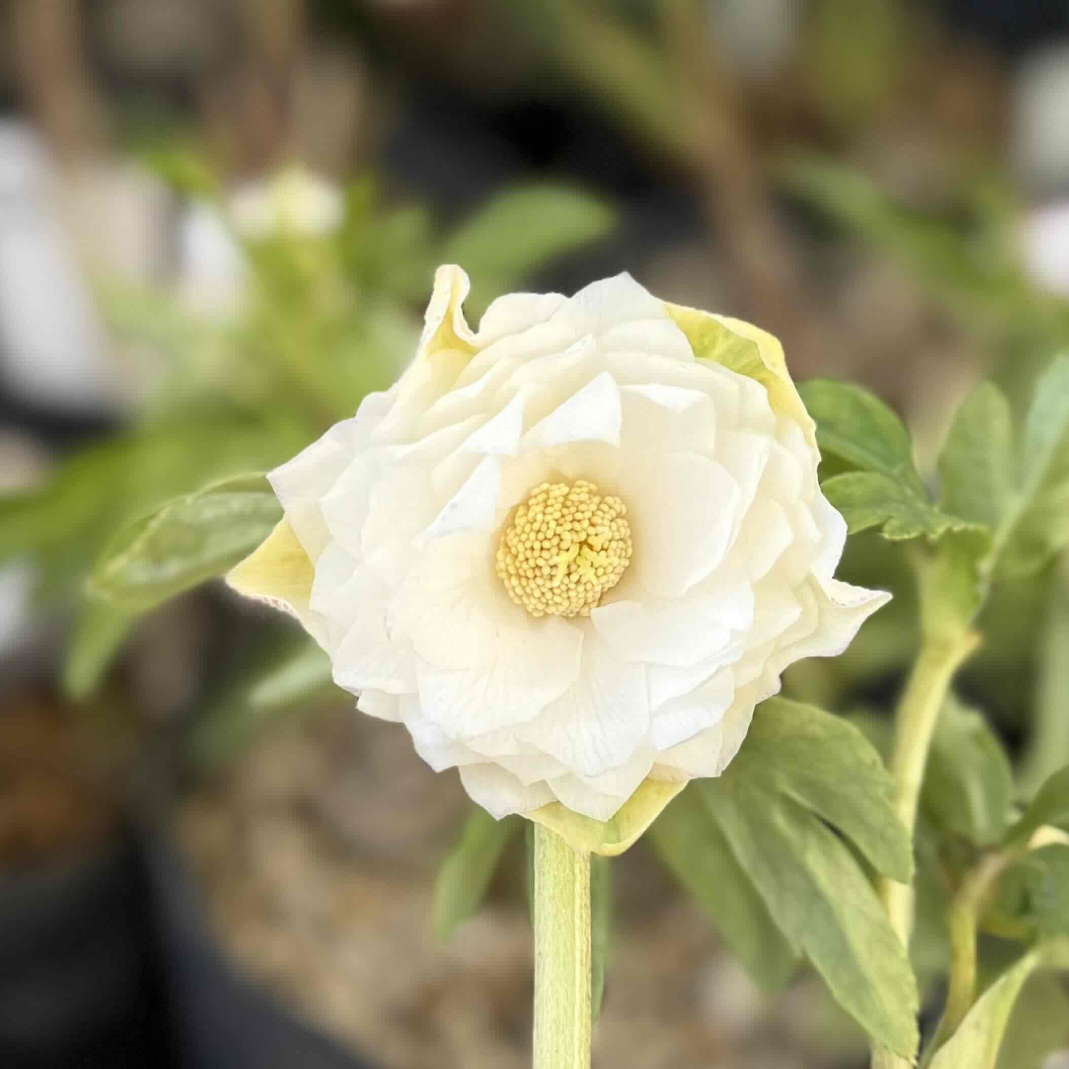 クリスマスローズ・多弁ダブルホワイト| 024 小輪多弁 ホワイト dd