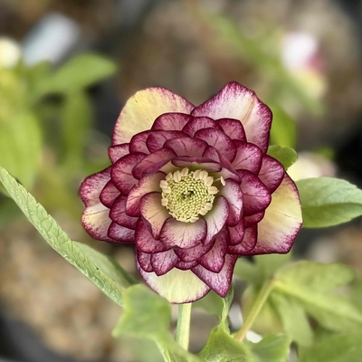 ●８時だよ多弁系激ピコティdd【ka488】