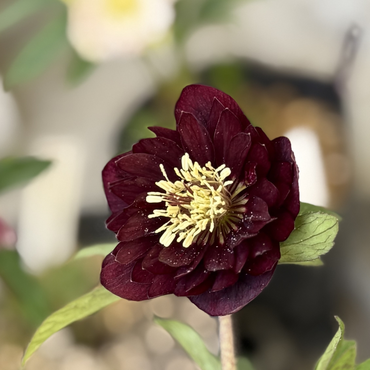 クリスマスローズ ddキラメキ☆チョコレート クリスマスローズ キラメキチョコレート - メルカリ