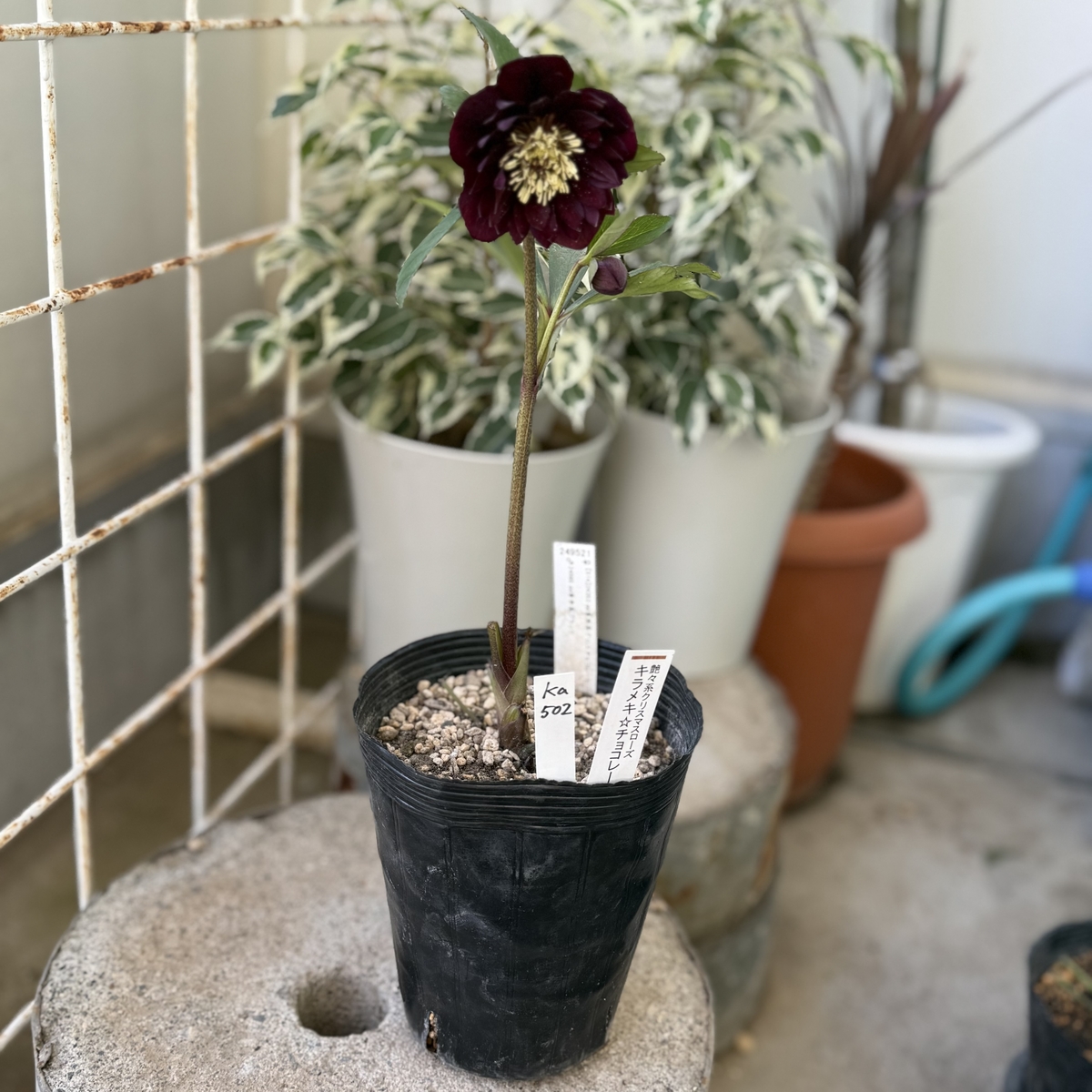 公認）キラメキ☆チョコレート【ka502】細多弁 特A | グリーンホビー