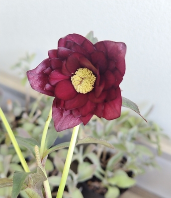 キラメキ⭐︎多弁レッド×キラメキ⭐︎赤しべ★クリスマスローズ苗 キラメキ⭐︎多弁レッド×キラメキ⭐︎赤しべ☆クリスマスローズ苗