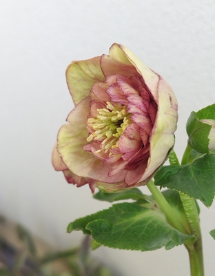 加藤農園さんのクリスマスローズ | グリーンホビー