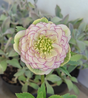 ●８時だよ　公認）ホワイトアフロディーテ【ka409】手毬交配