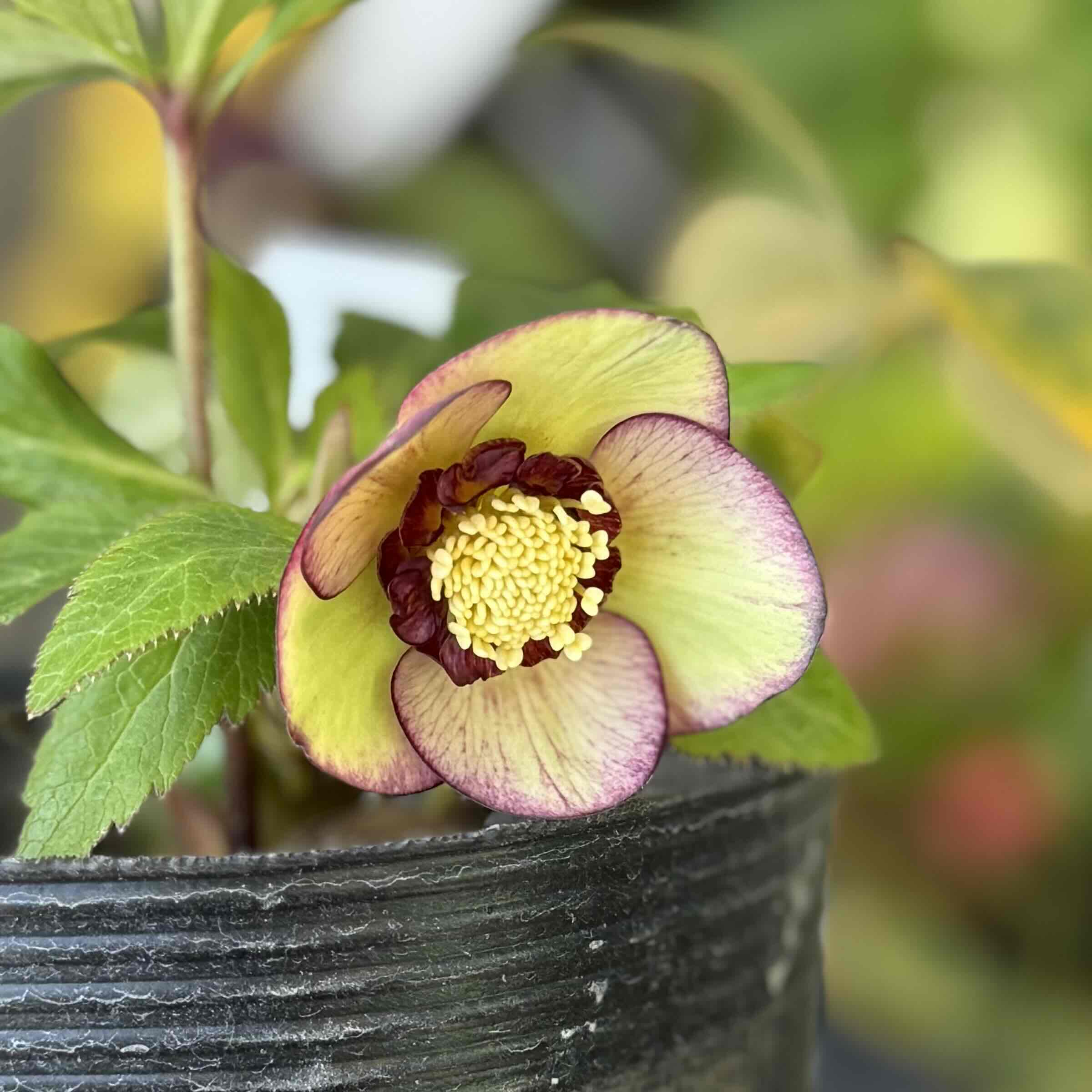 ムルチ系オーレアsd【Og18】 | グリーンホビー