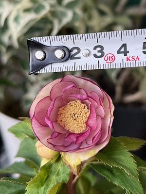 フジタ系ピンクdd【Og14】