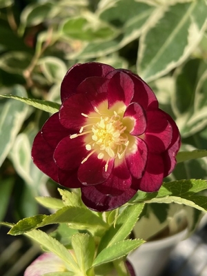 公認）イルミリオン　グロッシーカラー☆【ka474】