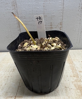 チベタヌス　実生3年【tk17】