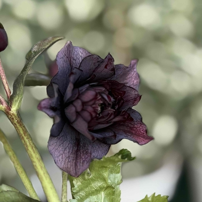 ダークブラックベイン系多弁ddクレオパトラ系【Hi66】