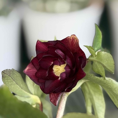 ベタレッドddオーレア【Hi67】