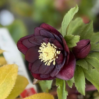 大木ナーサリーさんのクリスマスローズ | グリーンホビー