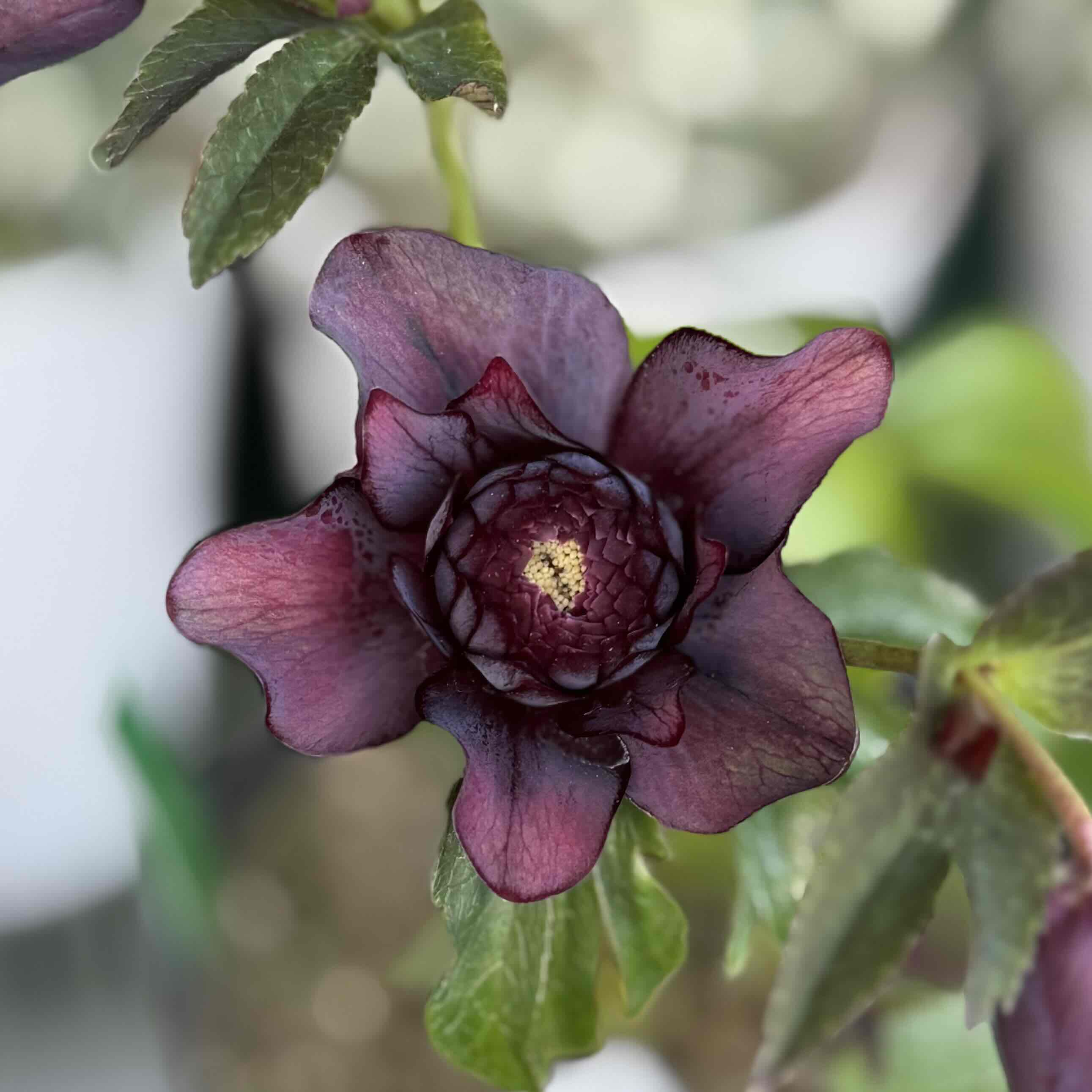 ☘️蕾付き☘️3368⭐️ダーク クレオパトラ⭐️広瀬園芸⭐️ ☘️蕾