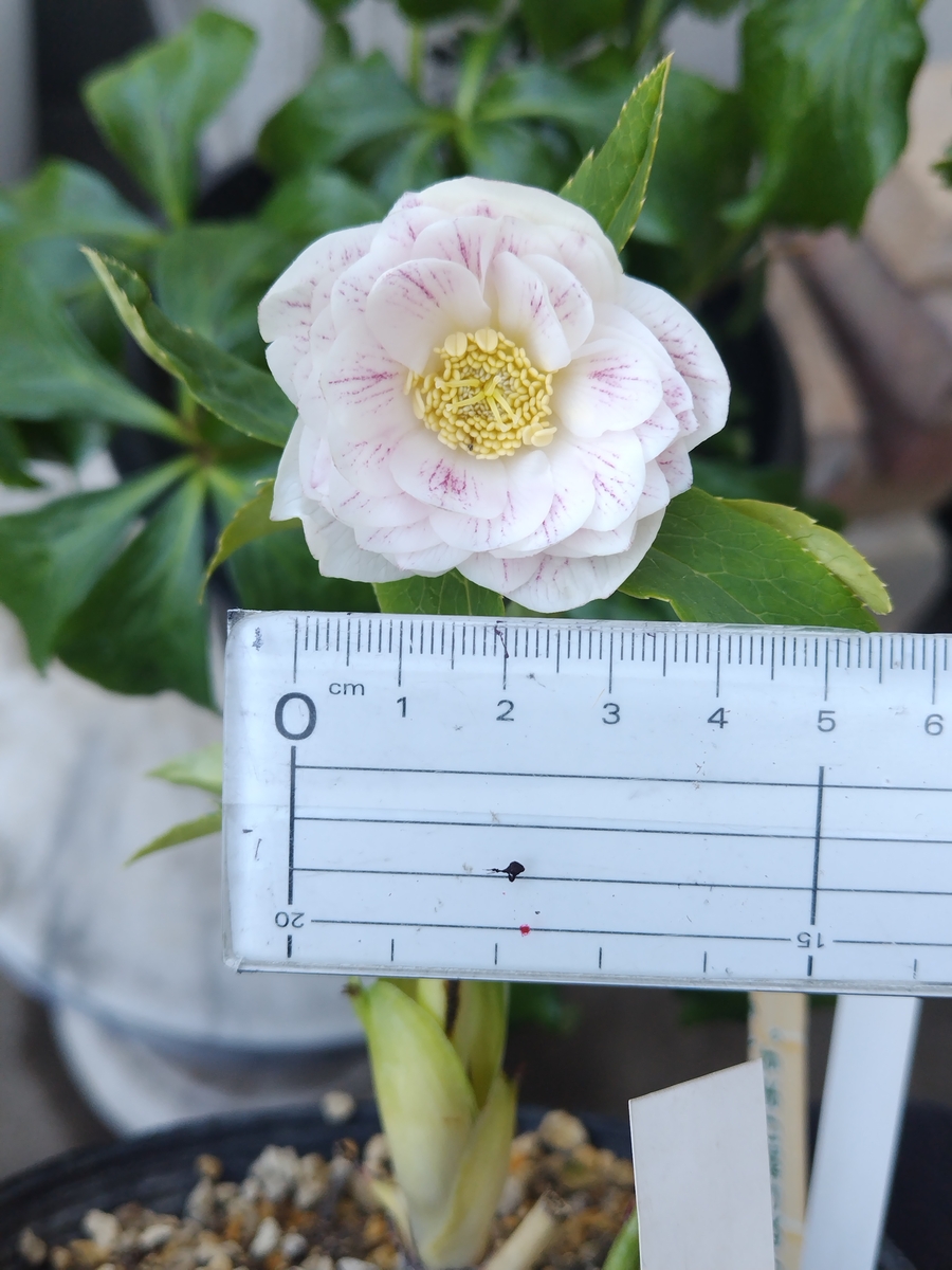 公認）プリマヴェーラホワイトゴールド【ka281】 ※開花待ち | グリーン