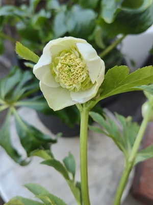 加藤農園さんのクリスマスローズ | グリーンホビー