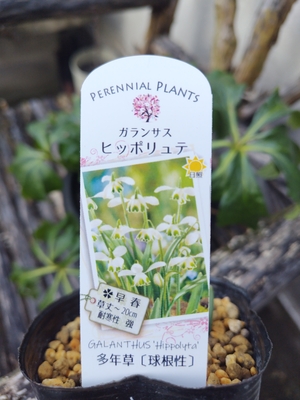 八重咲きスノードロップ　ヒッポリュテ　２球入り