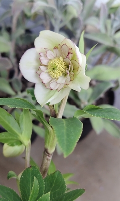 ラージsdピコティ【ka506】　