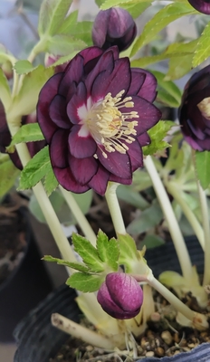 加藤農園さんのクリスマスローズ | グリーンホビー